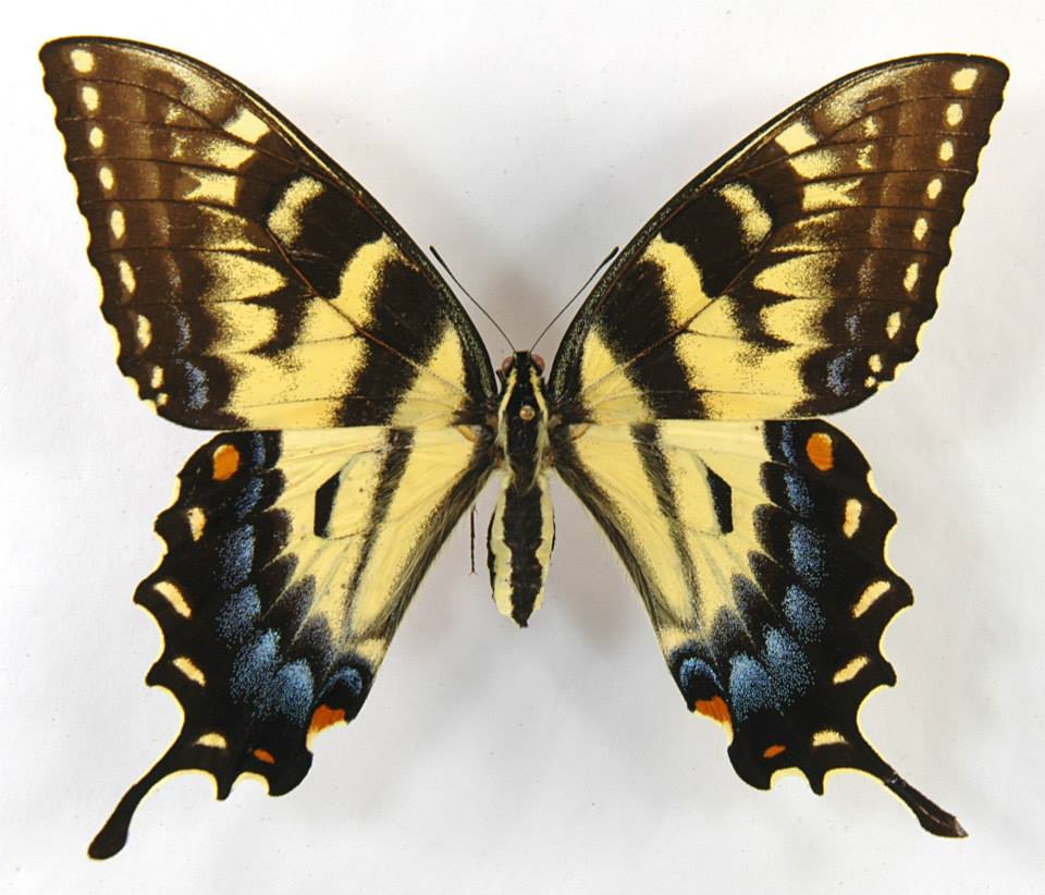 Papilio glaucus female (melanic aberration 001) Internet Image property of respective owner, non-commercial use only